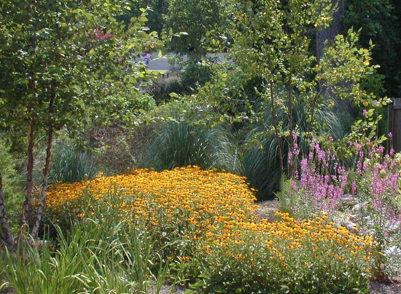 Wildlife habitat raingarden